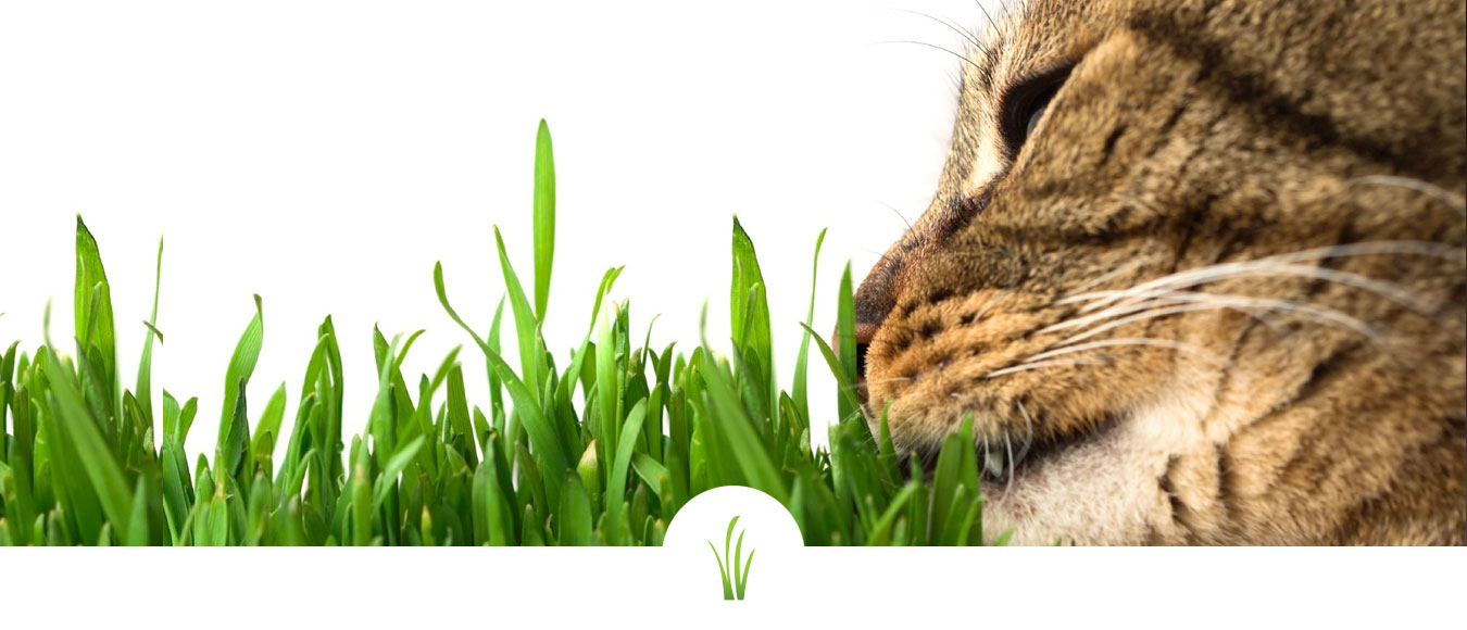 cat eating cat grass