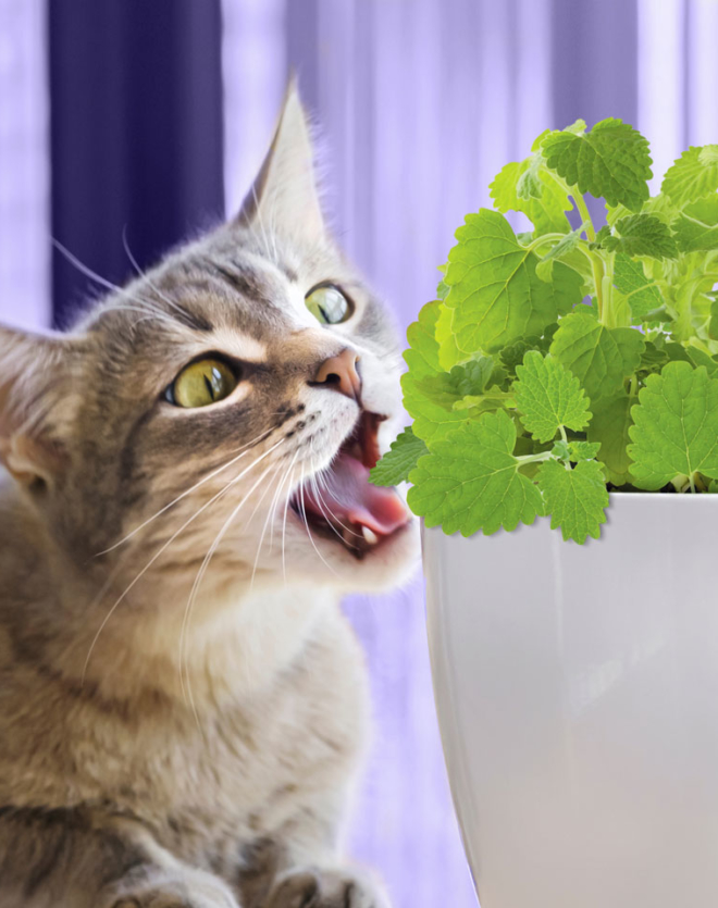 Grow Your Own Catnip Plant - My Cat Grass - The cat friendly plant