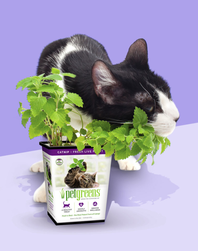 Pet Greens Live Catnip for Cats, Pack of 6
