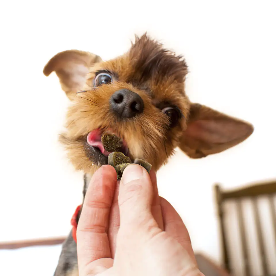 dog enjoys a petgreens dog treat