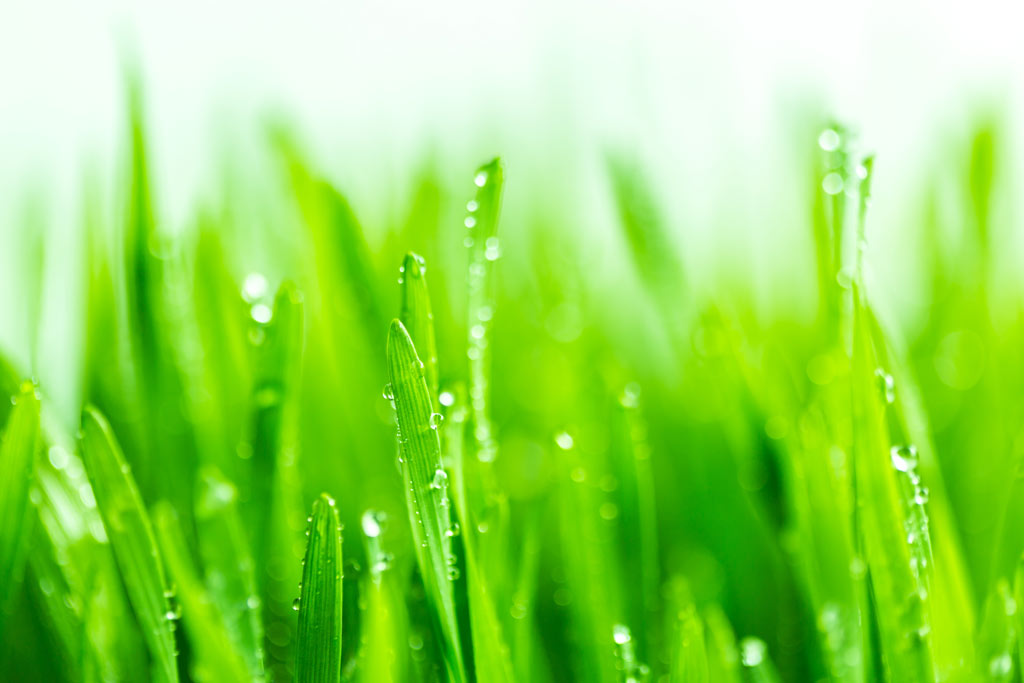 fresh wheatgrass with dew drops on it