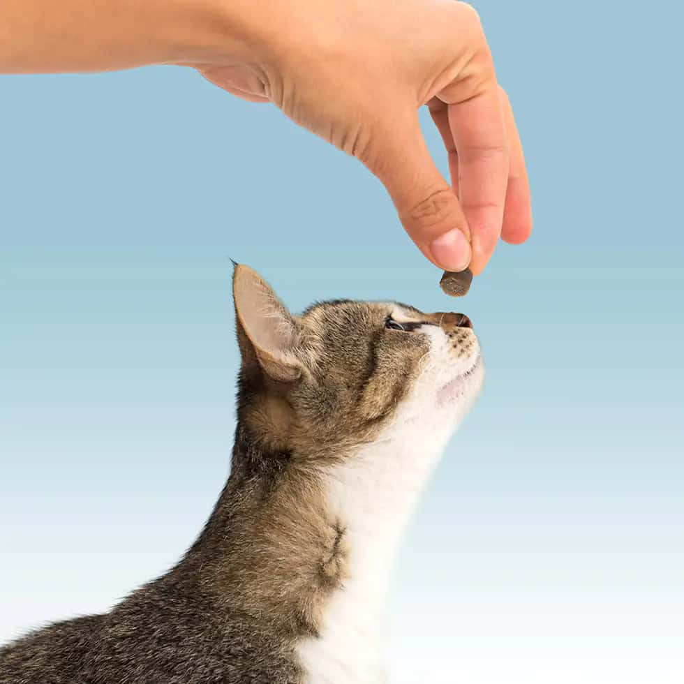 feeding a cat a treat