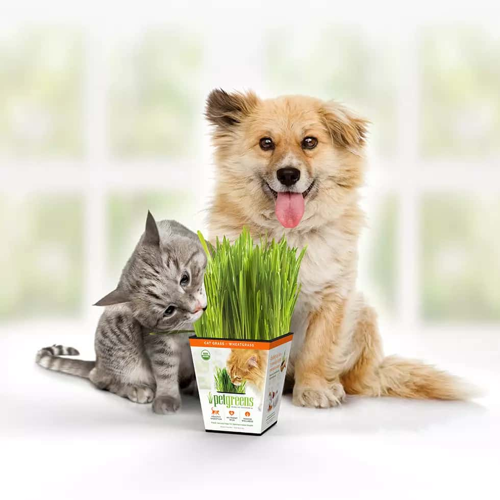 Dog and cat with live catgrass