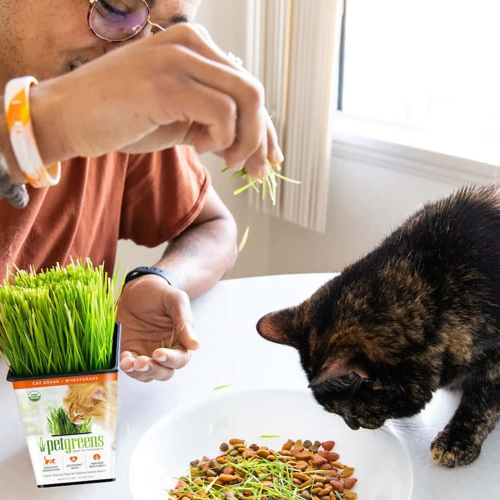 owner sprinkles cat grass on food