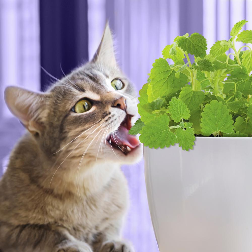 cat eating live catnip