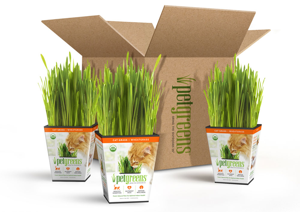 Open box with 3 live cat grass plants