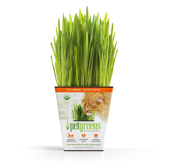 Pet Greens live cat grass