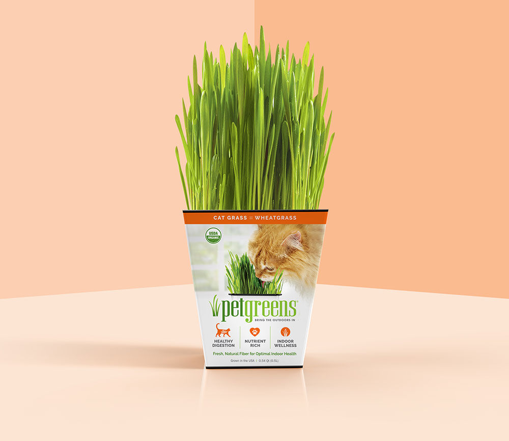 Pet Greens live cat grass or wheat grass