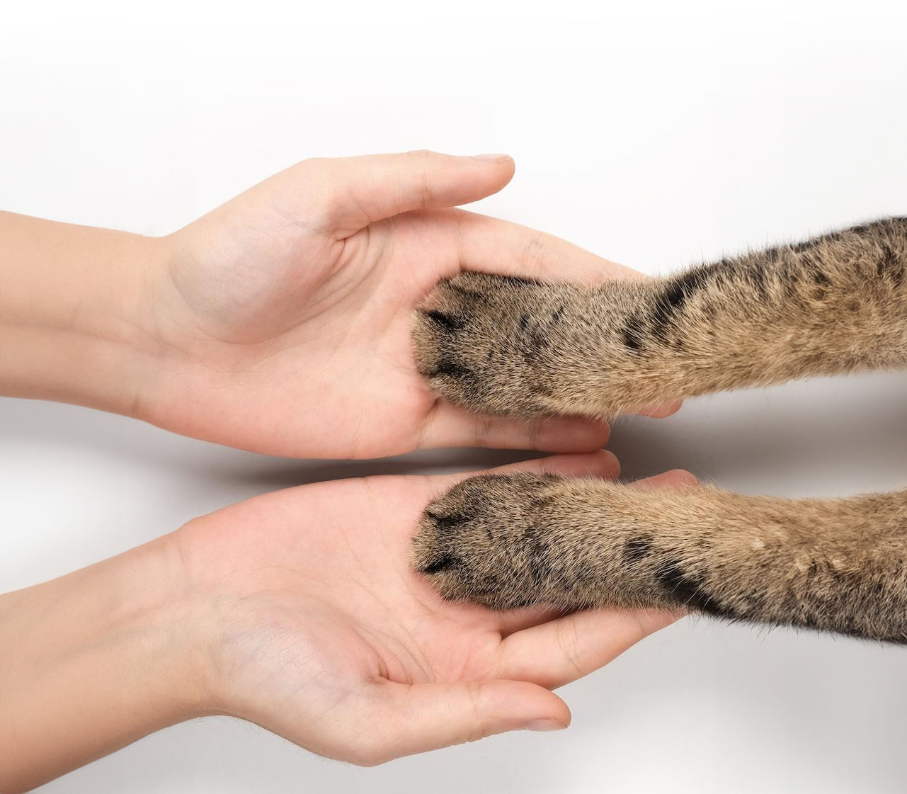 cat paws in human hands