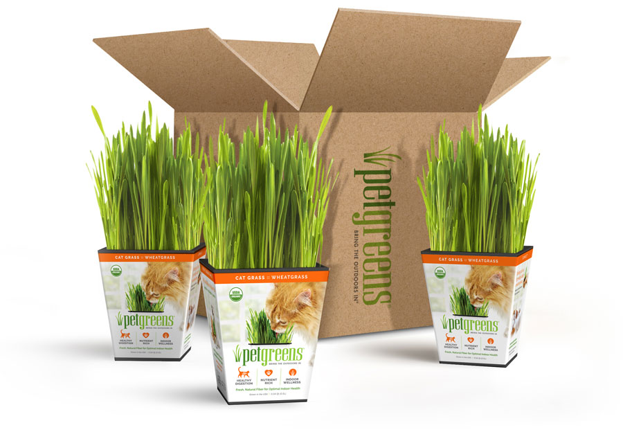 cat grass 3 pack live kits