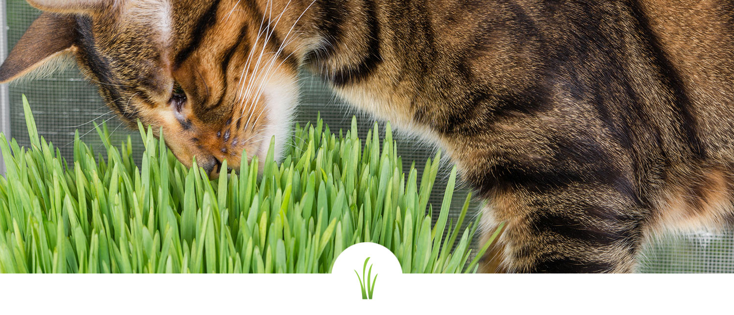 cat sniffing grass