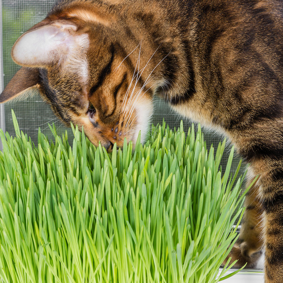 cat sniffing grass