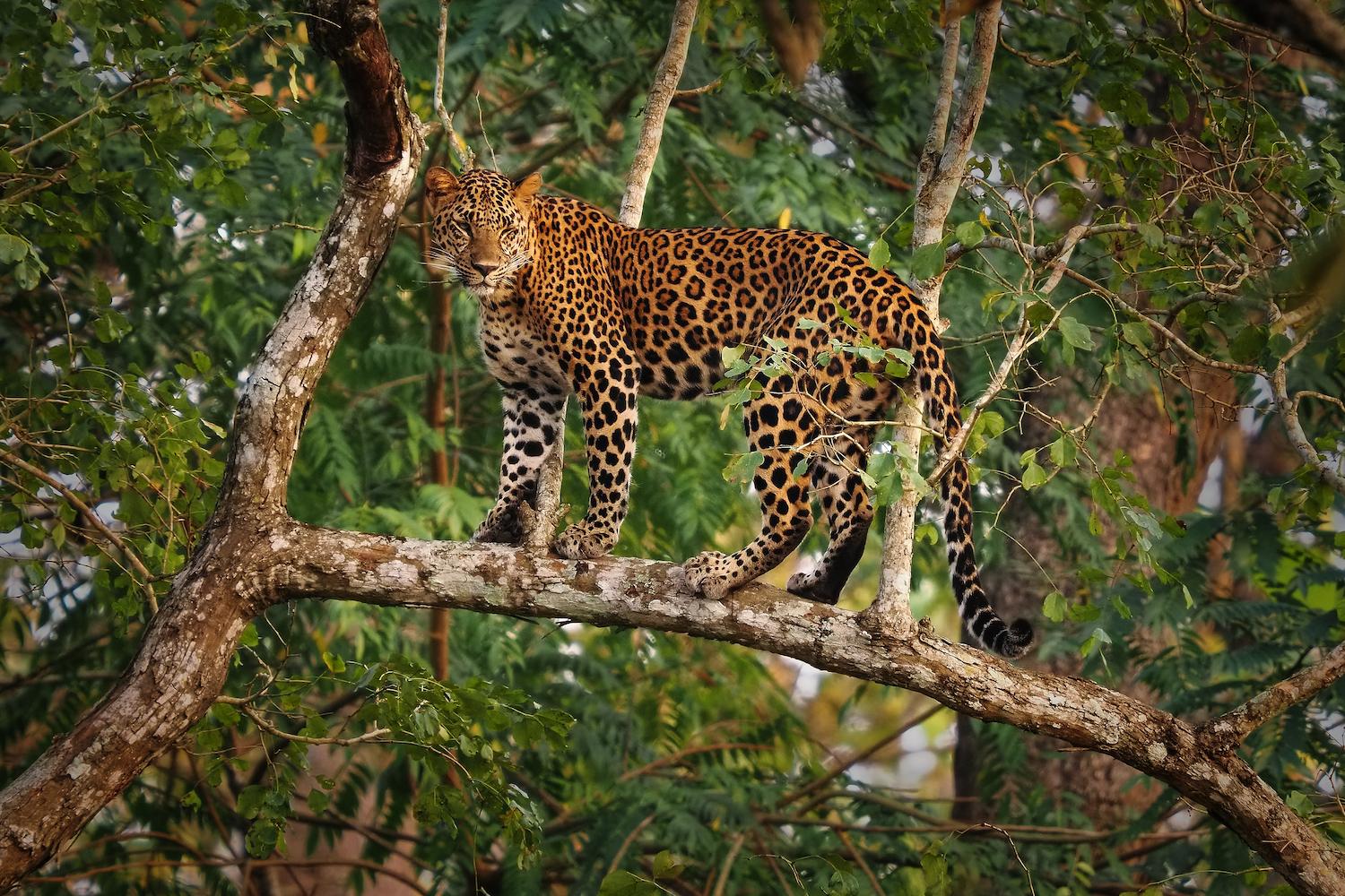 cheetah in environment