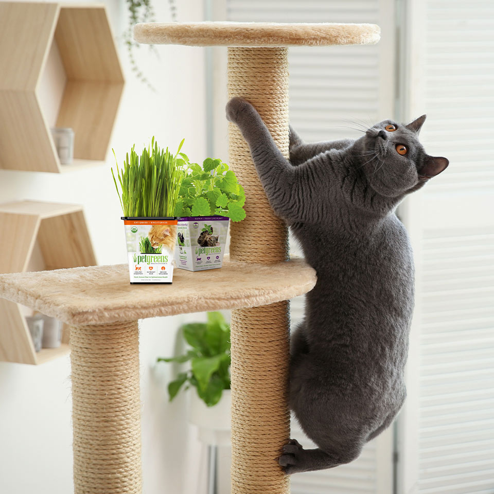 cat on scratching post