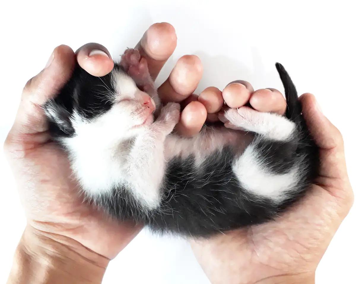 kitten in hand