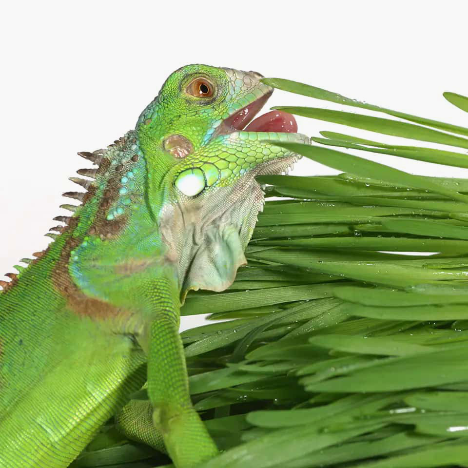 iguana eating grass