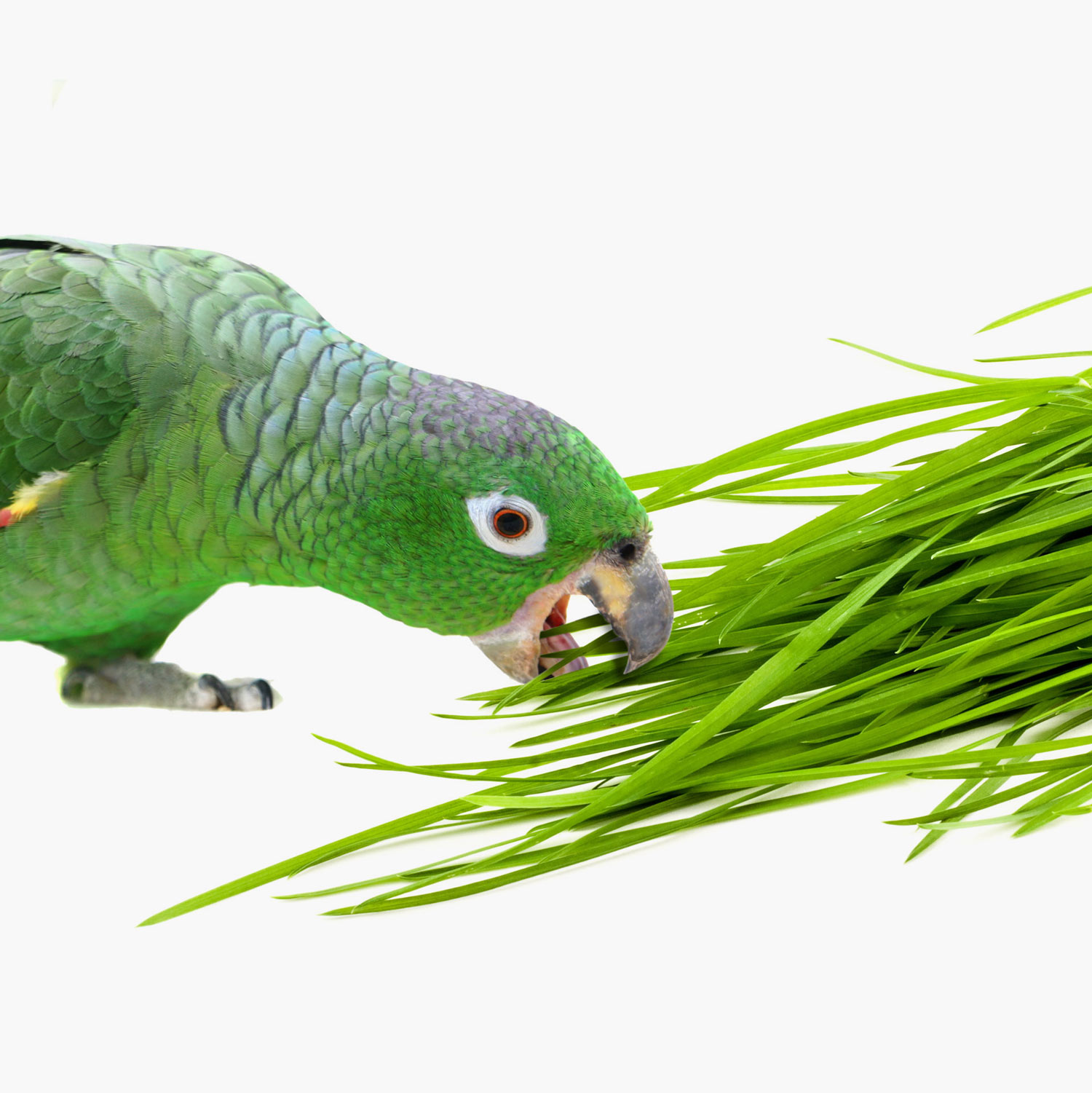 bird eating cat grass