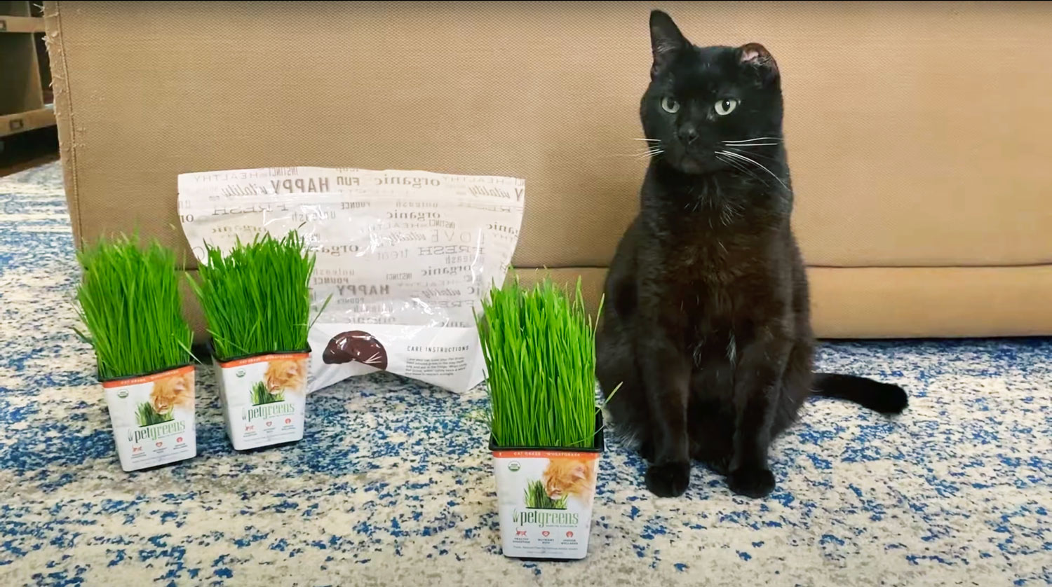 cat with Pet Greens cat grass 3-pack