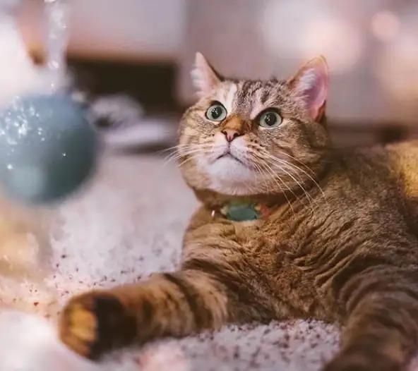 cat looking at ornament