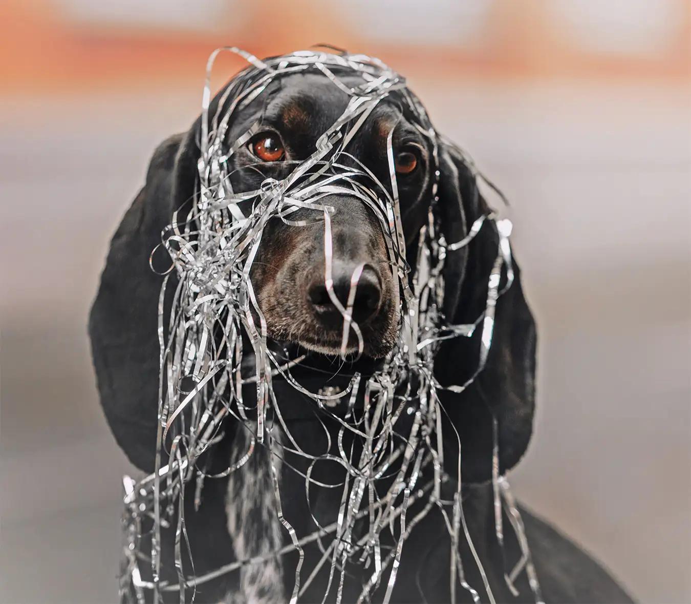 black dog covered with tinsel