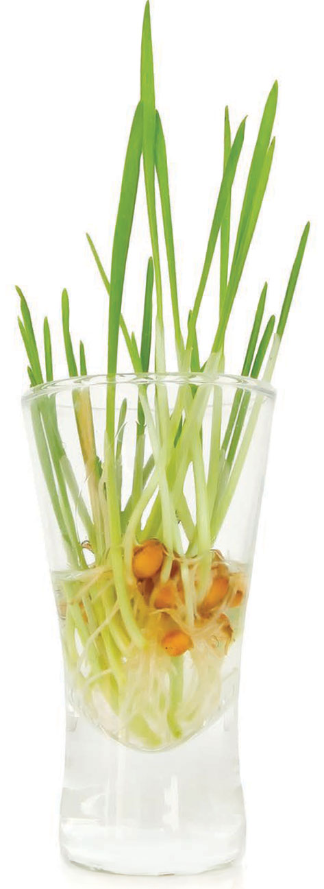 cat grass in a shot glass