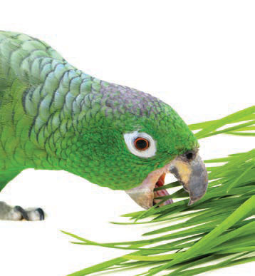 bird eating cat grass