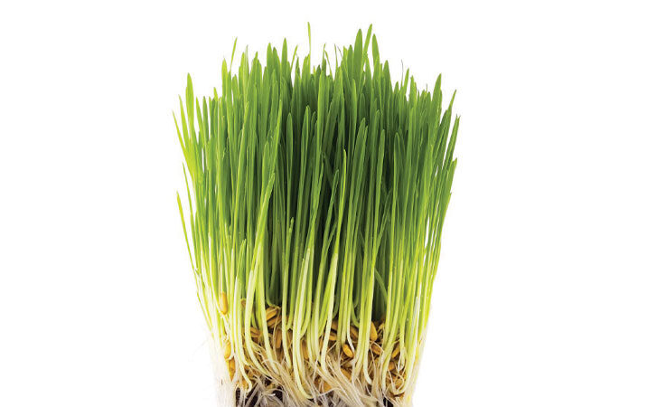 cat grass