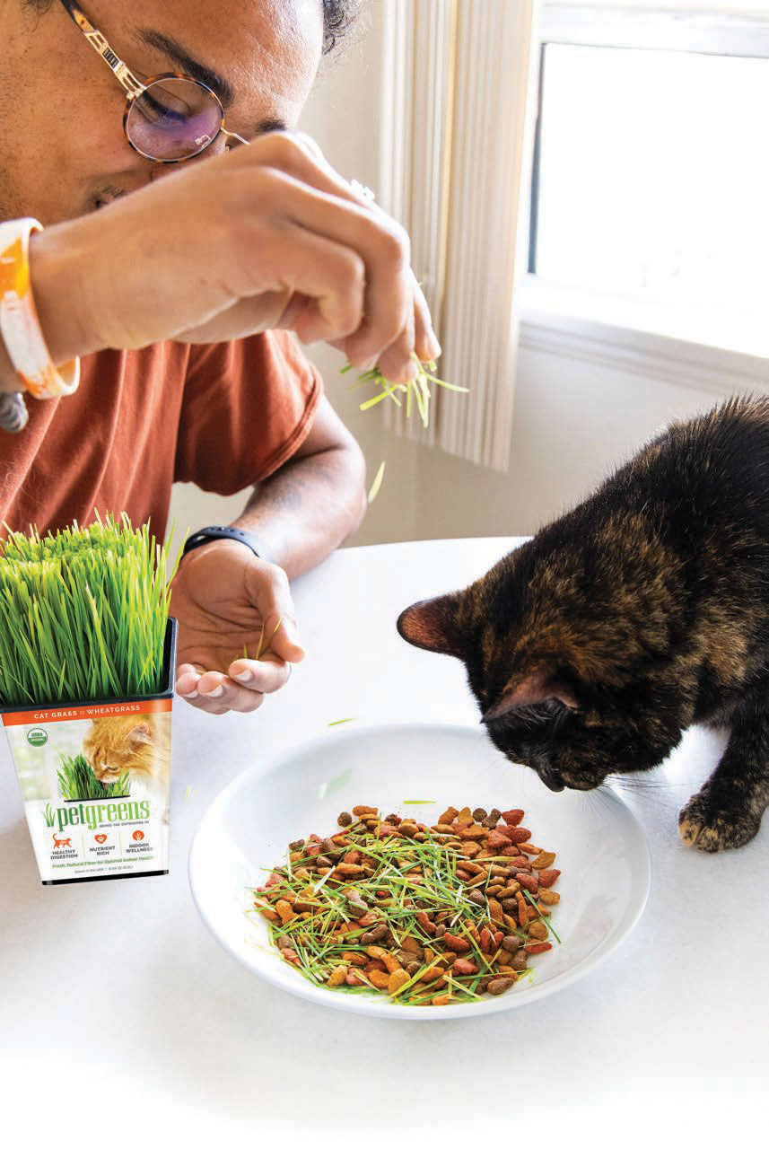 cat eating cat grass mixed with food