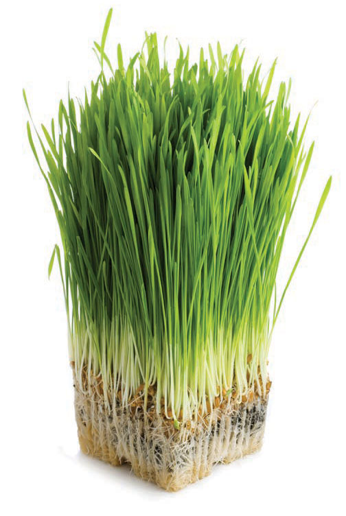 cat grass plant