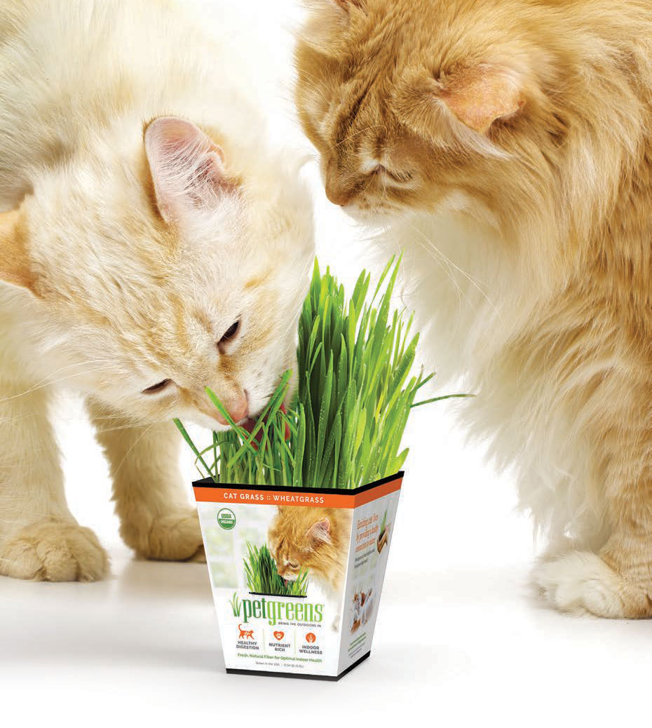 cats munching on live cat grass