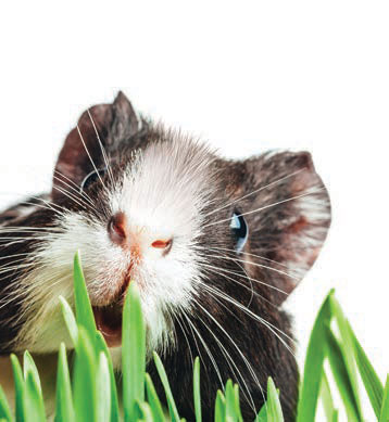 guinea pig eating cat grass