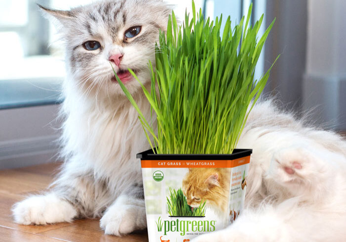 Cat on floor with live cat grass