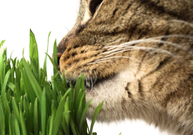 close up of cat eating grass