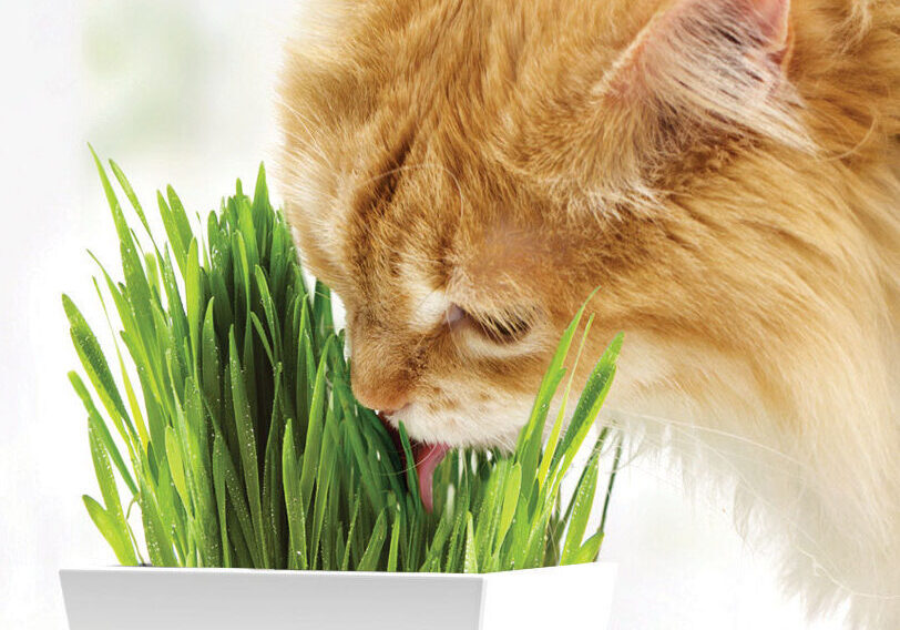 cat licking cat grass