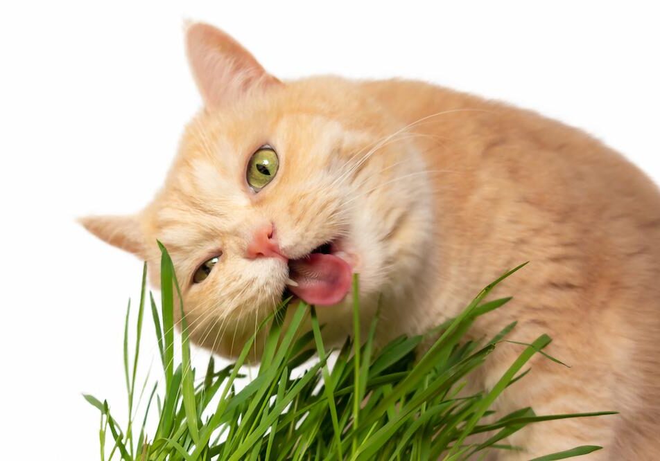 orange cat eating grass