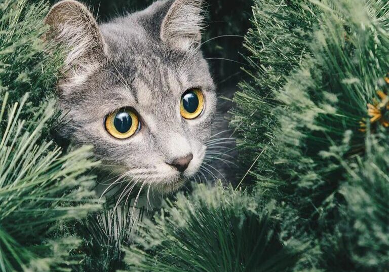 Cat in Christmas Tree