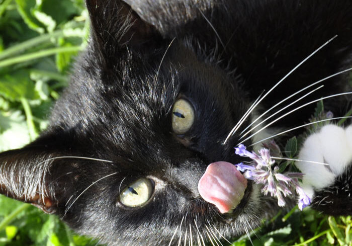 cat with catnip