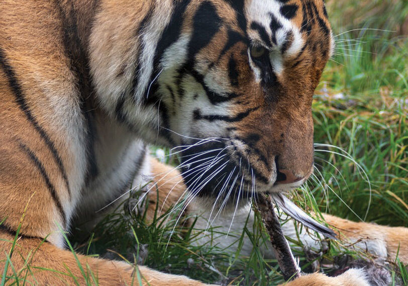 tiger feasting